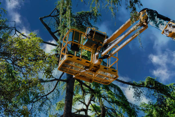 How Our Tree Care Process Works  in  Palm Springs North, FL